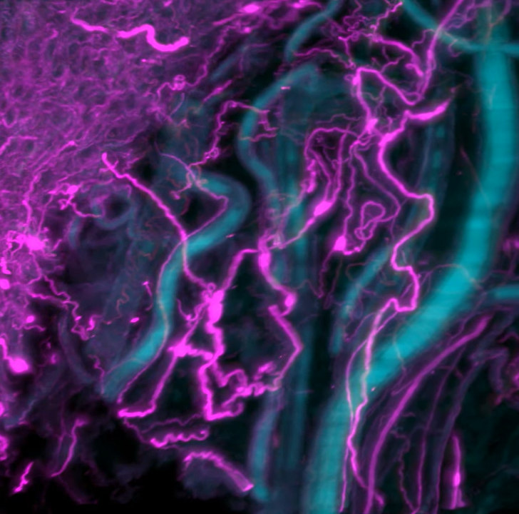 human-enteric-nervous-system