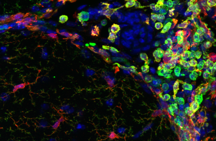 https://wysscenter.ch/wp-content/uploads/image-microscope.png
