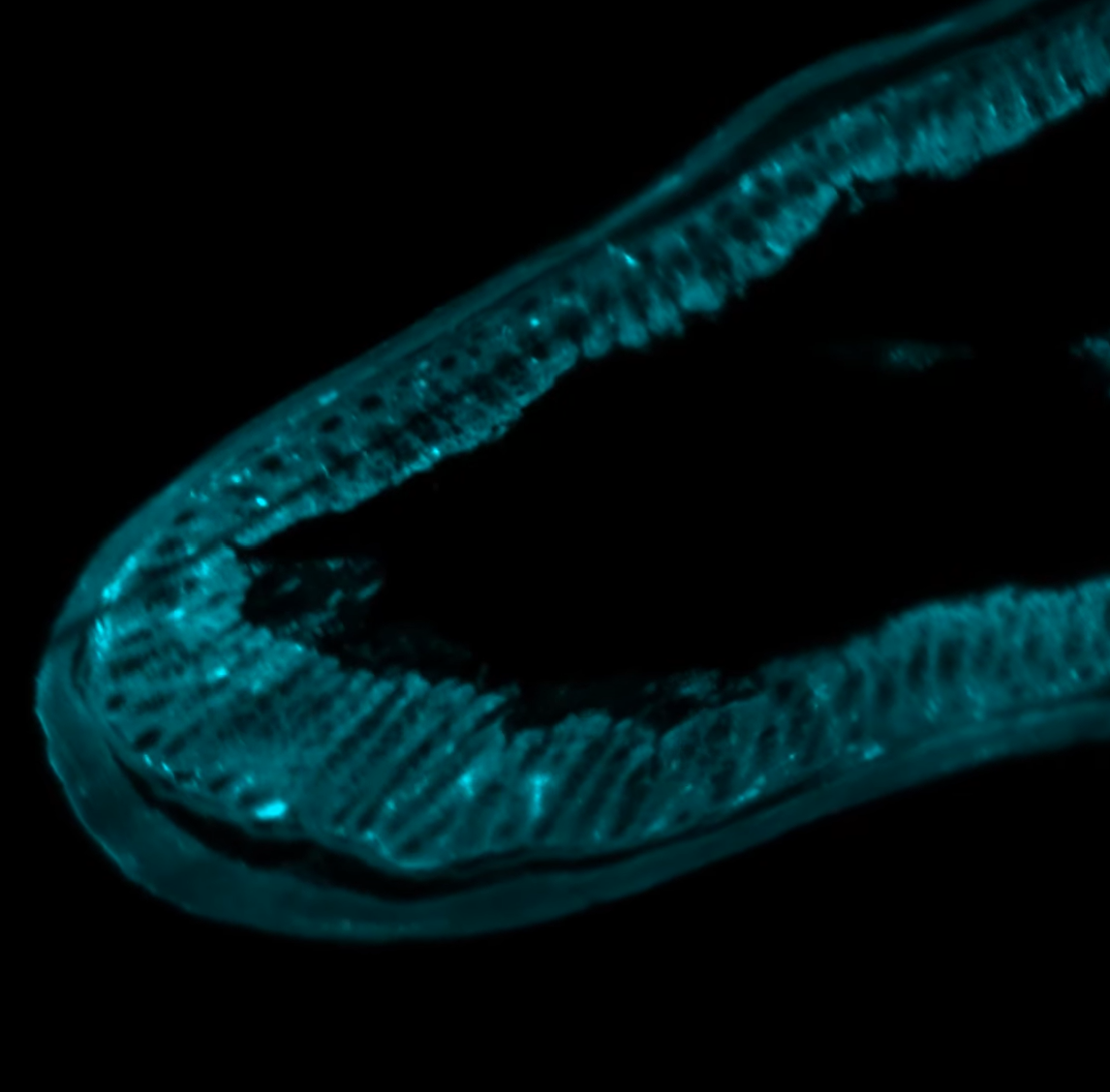 lightsheet-gut-microscope