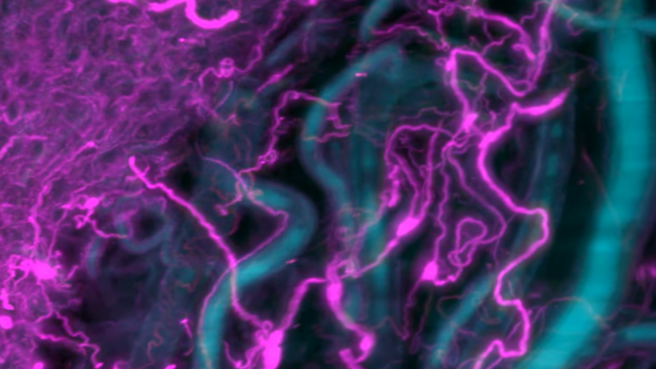 neurogi-video-enteric-nervous-system