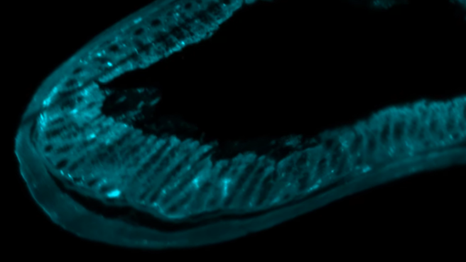 neurogi-video-lightsheet